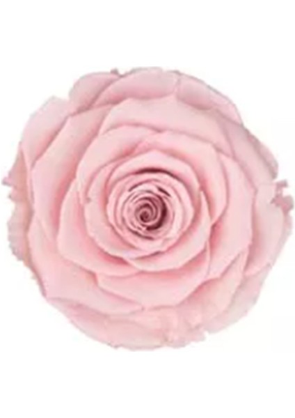 Pink - 04 Pembe Şoklanmış Solmaz Gül Xl 1 Kutu (6 Adet Gül) fiyatları