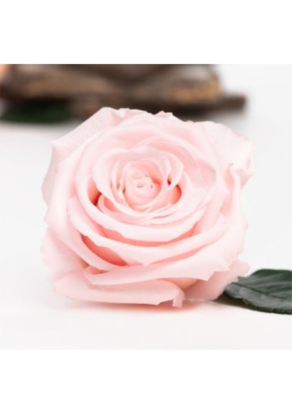 Pink - 04 Pembe Şoklanmış Solmaz Gül Xl 1 Kutu (6 Adet Gül) modelleri