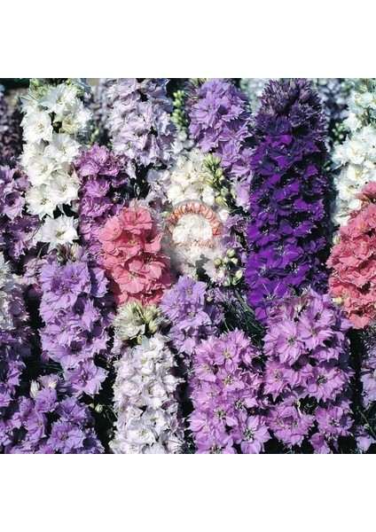 Delphinium Tohumu Sümbül Çiçekli Bodur Hezaran Saksıya Uygun