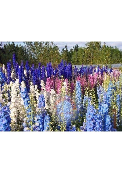 Delphinium Tohumu Sümbül Çiçekli Bodur Hezaran Saksıya Uygun