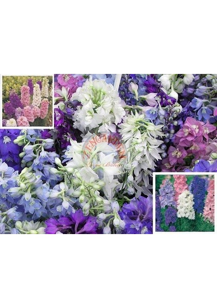 Delphinium Tohumu Sümbül Çiçekli Bodur Hezaran Saksıya Uygun