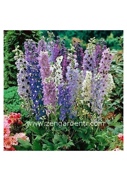 Bodur Hezaren Tohumu Delphinium Magic Fountains Mix