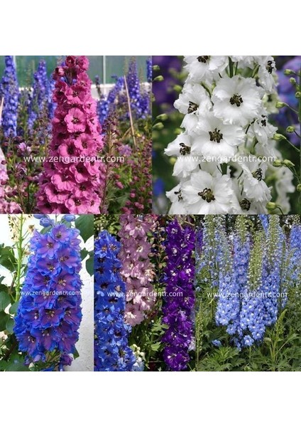 Bodur Hezaren Tohumu Delphinium Magic Fountains Mix