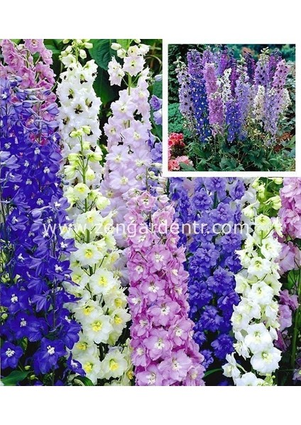 Bodur Hezaren Tohumu Delphinium Magic Fountains Mix