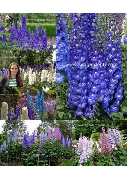 Bodur Hezaren Tohumu Delphinium Magic Fountains Mix