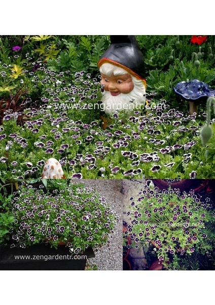 Siyah Nemophila Tohumu Menziesii Penny Black Seeds modelleri