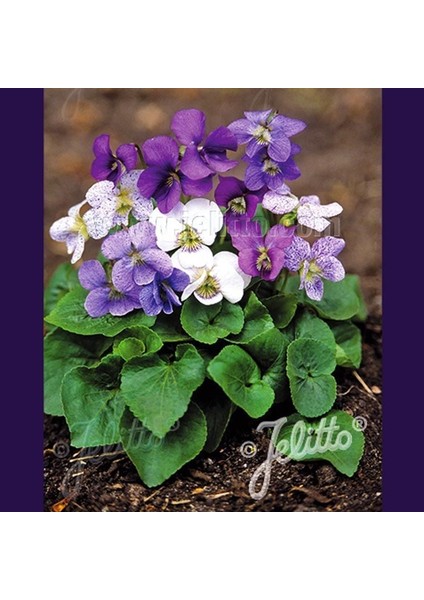 Bahçe Menekşeleri Tohum Karışımı Viola Sororia Mix