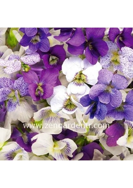 Bahçe Menekşeleri Tohum Karışımı Viola Sororia Mix fiyatları