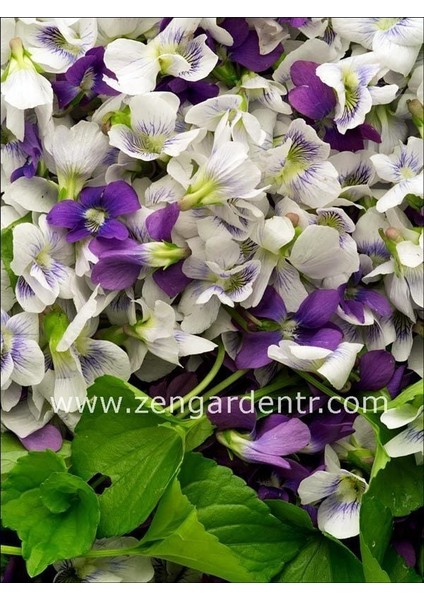 Bahçe Menekşeleri Tohum Karışımı Viola Sororia Mix modelleri