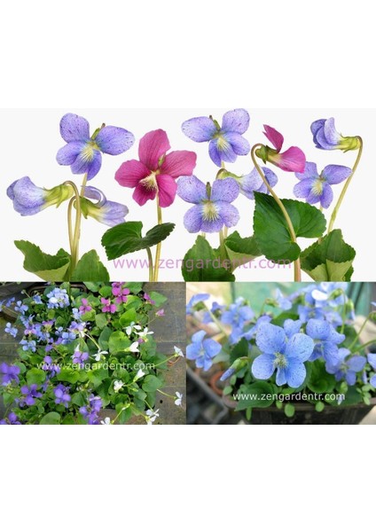 Bahçe Menekşeleri Tohum Karışımı Viola Sororia Mix fırsatları