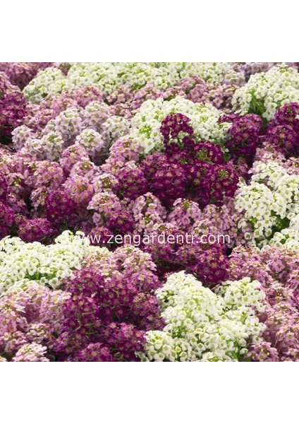 Mavi ve Tonları Alyssum Tohumu Mulberry Mix