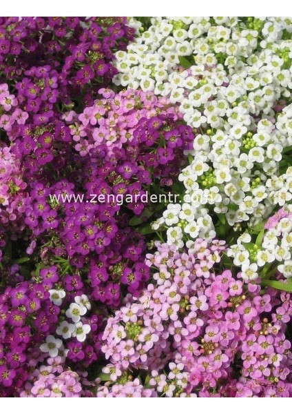 Mavi ve Tonları Alyssum Tohumu Mulberry Mix