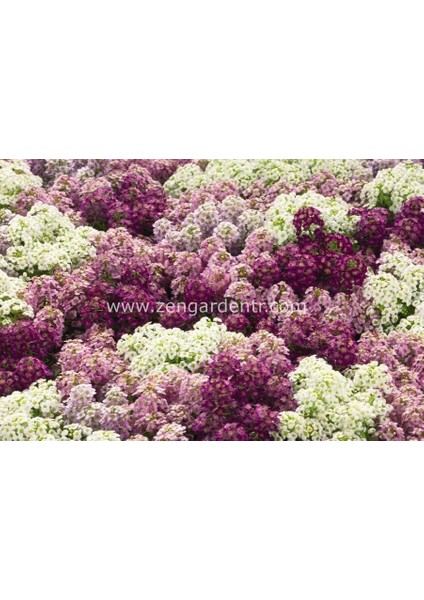 Mavi ve Tonları Alyssum Tohumu Mulberry Mix