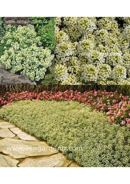 Kokulu Ballıca Tohumu Alyssum Wonderland Citron Limon Renkli fiyatları