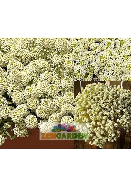 Kokulu Ballıca Tohumu Alyssum Wonderland Citron Limon Renkli modelleri