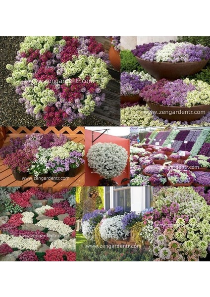 Kokulu Ballıca Tohumu Alyssum Wonderland Citron Limon Renkli fırsatları