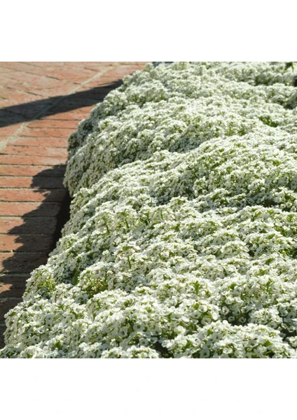 Beyaz Alyssum Tohumu Kraliyet Halısı Bodur Lobularia Maritima Carpet Of Snow