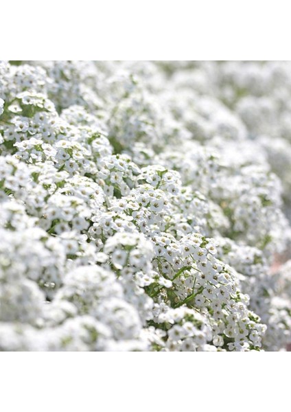 Beyaz Alyssum Tohumu Kraliyet Halısı Bodur Lobularia Maritima Carpet Of Snow