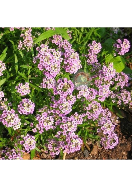 Pembe Kokulu Alyssum Tohumu Ballıca Lobularia Maritima