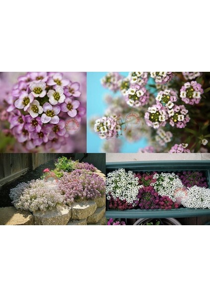 Pembe Kokulu Alyssum Tohumu Ballıca Lobularia Maritima