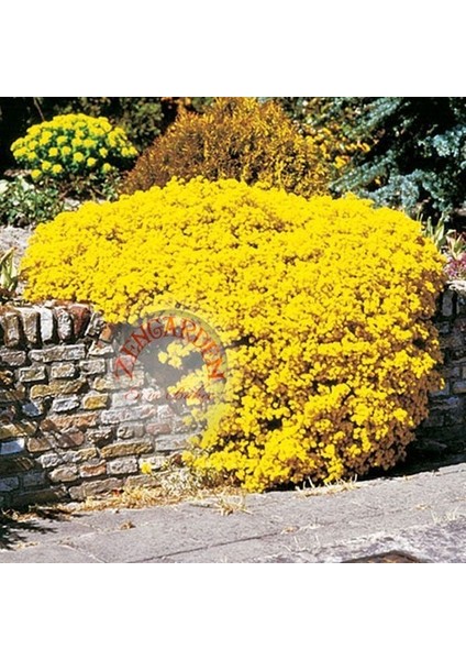 Sarı Alyssum Tohumu Bir Sepet Altın Serisi Lobularia Maritima