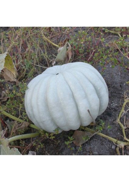 10 Adet Tohum Organik Hobi Bahçe Sarı Bal Kabağı Tohumu Taze Kabak