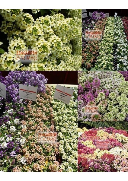 Sarı Alyssum Tohumu Bodur Kraliyet Halısı Lemonade Bonnet fırsatları