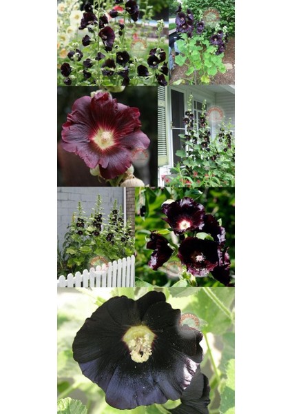 Siyah Gülhatmi Tohumu Hollyhock Alcea Rosea Nigra