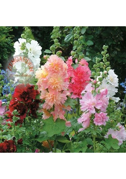 Katmerli Gülhatmi Tohumu Saksıya Uygun Queeny Alcea Rosea Hollyhock