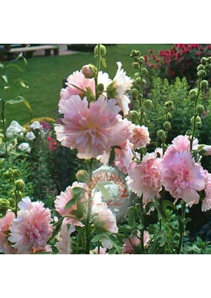 Katmerli Gülhatmi Tohumu Saksıya Uygun Queeny Alcea Rosea Hollyhock