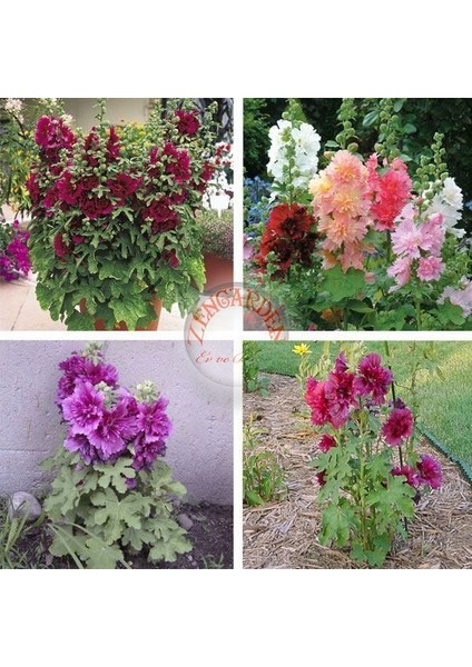 Katmerli Gülhatmi Tohumu Saksıya Uygun Queeny Alcea Rosea Hollyhock