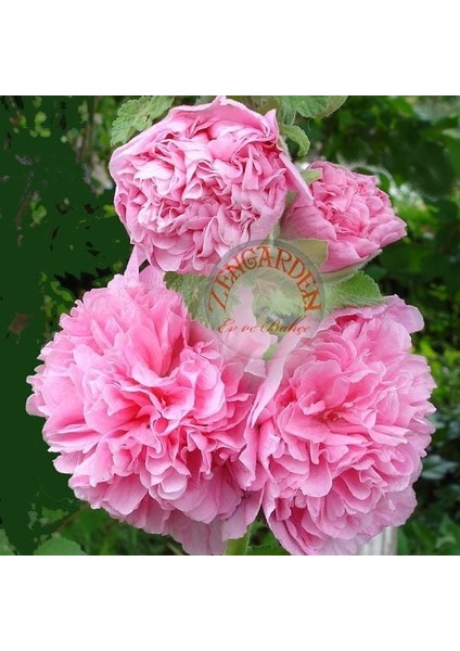 Katmerli Gülhatmi Tohumu Hibrit Alcea Rosea Summer Carnival Hollyhock