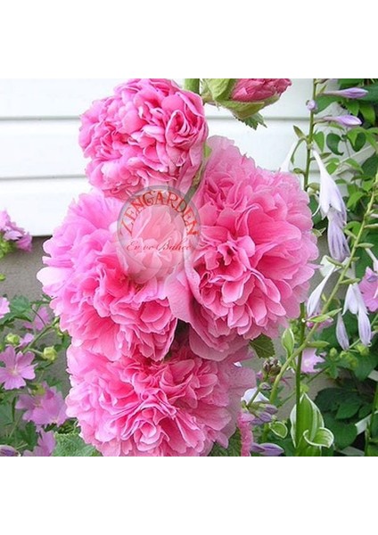 Katmerli Gülhatmi Tohumu Hibrit Chaters Double Alcea Rosea Hollyhock