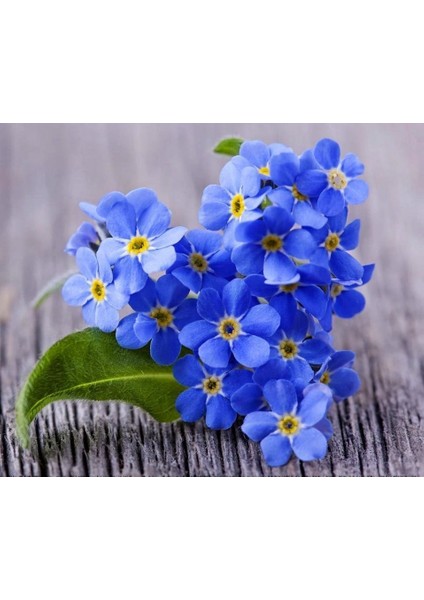 Viktorya Mavisi Beni Unutma Çiçeği Tohumu Myosotis Victoria Blue Indigo