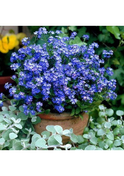 Viktorya Mavisi Beni Unutma Çiçeği Tohumu Myosotis Victoria Blue Indigo fiyatları