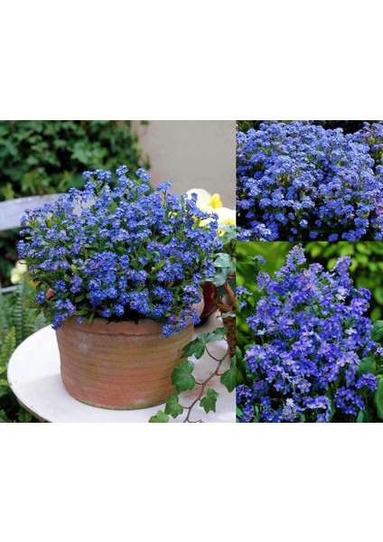 Viktorya Mavisi Beni Unutma Çiçeği Tohumu Myosotis Victoria Blue Indigo fırsatları