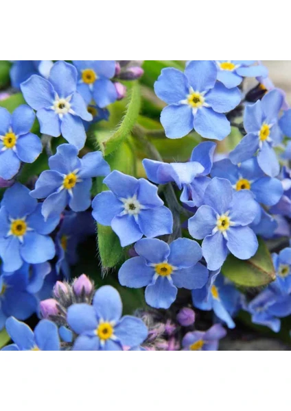 Beni Unutma Çiçeği Tohumu Myosotis Sylvatica Mavi Çiçekli