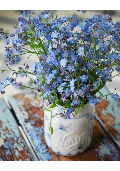 Beni Unutma Çiçeği Tohumu Myosotis Sylvatica Mavi Çiçekli