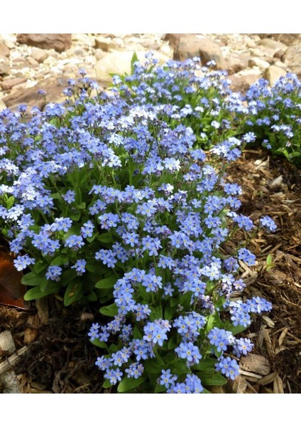 Beni Unutma Çiçeği Tohumu Myosotis Sylvatica Mavi Çiçekli