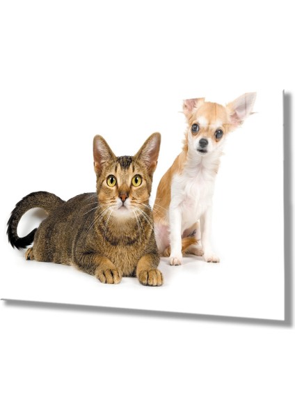 Kedi Köpek