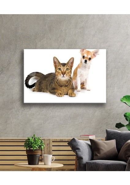 Kedi Köpek