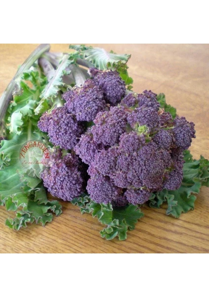 Mor Brokoli Tohumu Atalık Broccoli Purple