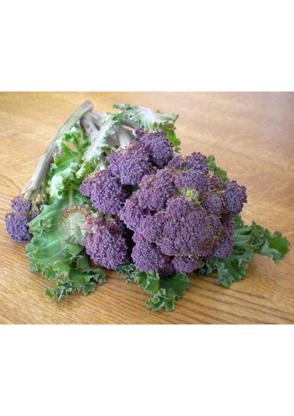 Mor Brokoli Tohumu Atalık Broccoli Purple