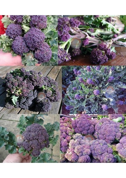 Mor Brokoli Tohumu Atalık Broccoli Purple