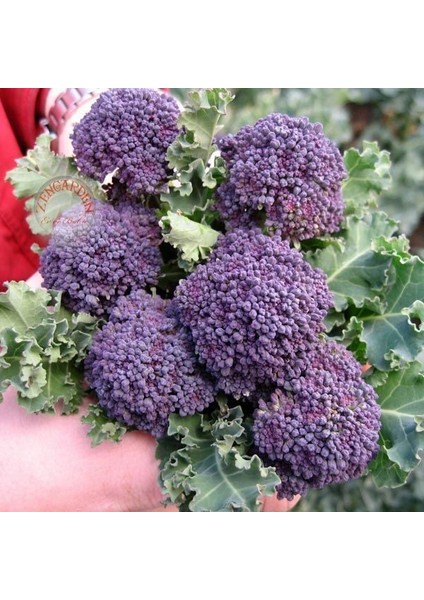 Mor Brokoli Tohumu Atalık Broccoli Purple