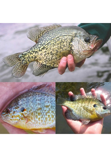 Balıkçılık Lures Jig Kafaları Top Kafa Balıkçılık Kancaları Yuvarlak Balıkçılık Lures Top Kafa Jigs Tatlı Su Veya Tuzlu Su Için (Yurt Dışından)
