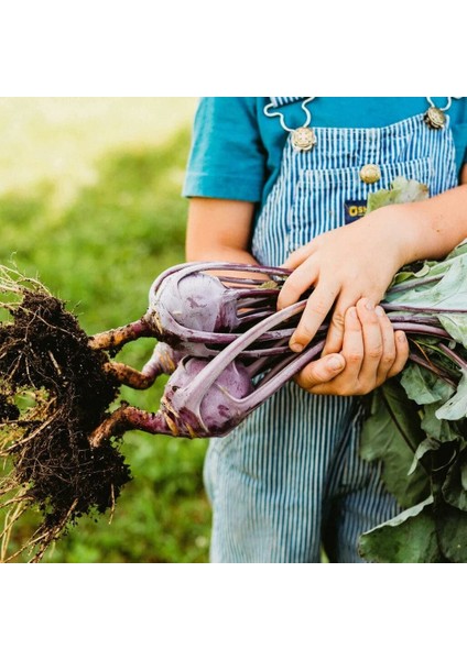 Mor Kohlrabi Tohumu Geleneksel Mor Alabaş Purple Vienna