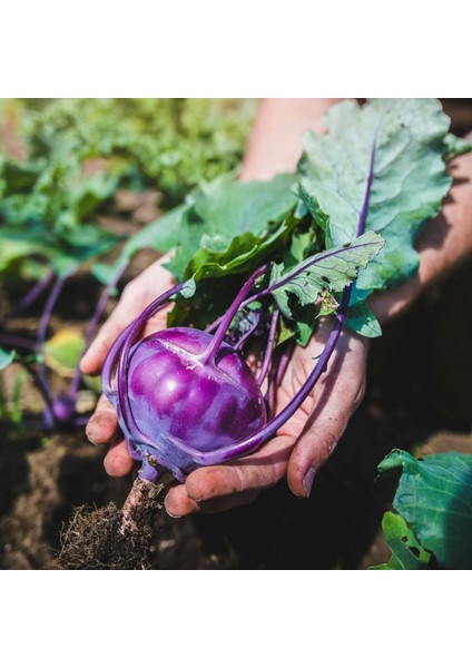 Mor Kohlrabi Tohumu Geleneksel Mor Alabaş Purple Vienna