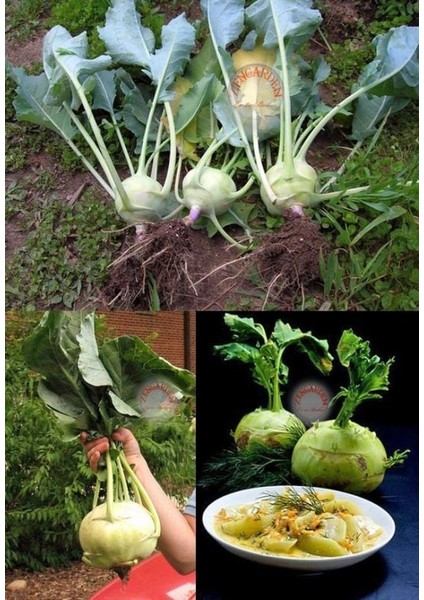 Beyaz Kohlrabi Tohumu Erkenci Atalık Alabaş