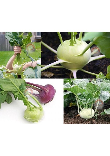 Beyaz Kohlrabi Tohumu Erkenci Atalık Alabaş